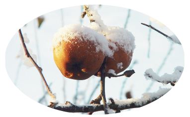 äpplen