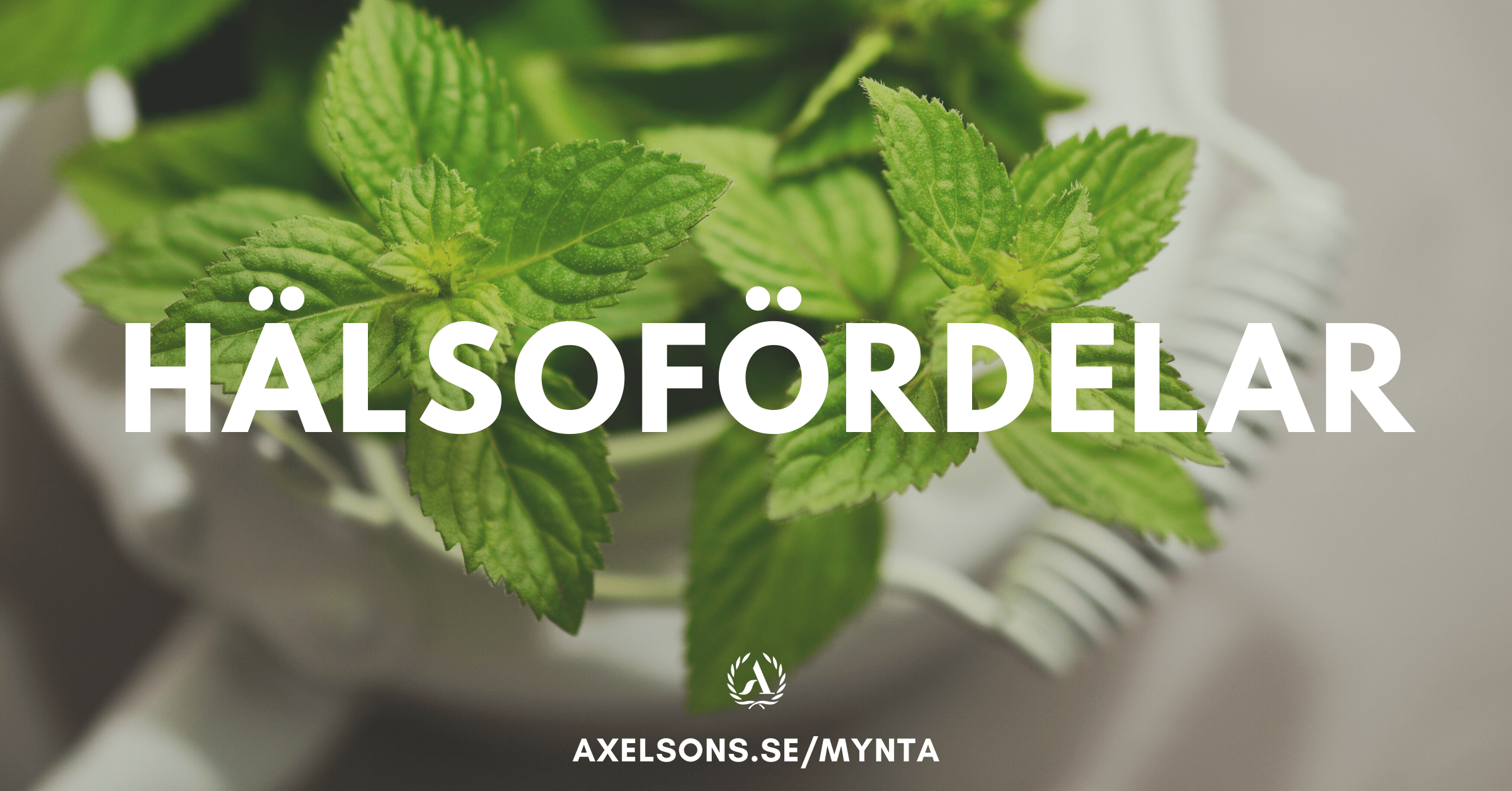 Mynta nyttigt - hälsofördelar